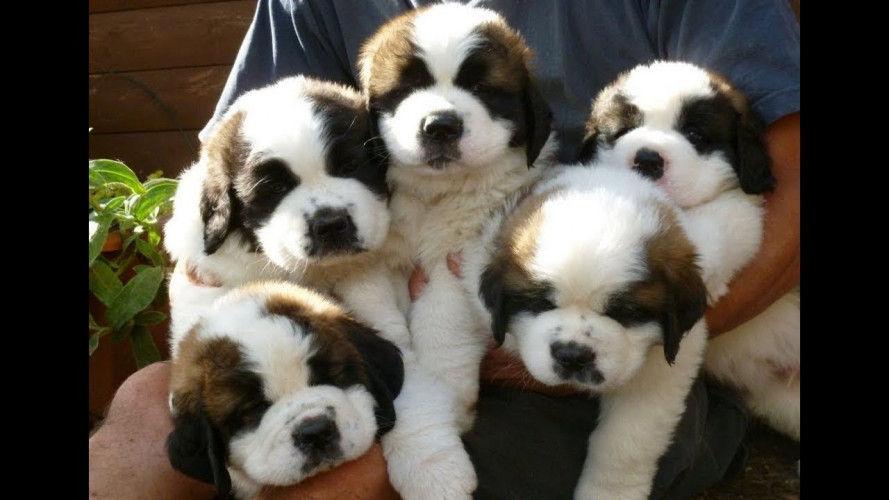 Saint Bernard puppies